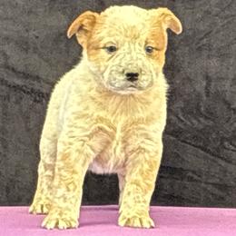 L66-08 - Red speckled male Australian Cattle Dog puppy in Sheridan, Oregon from 6pk Cattledogs