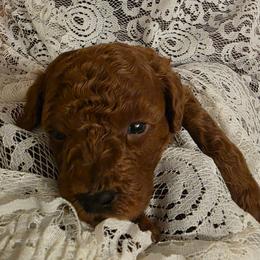 Red - Red  male Poodle puppy in Bokoshe, Oklahoma from Eden's Acre