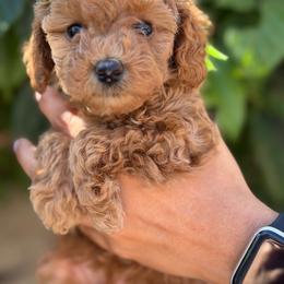 Green Collar - Apricot female Poodle puppy in Stockton, California from R&R Goldendoodles