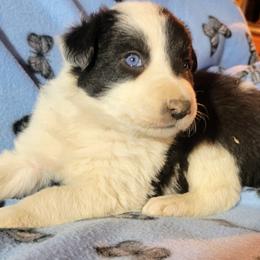 Iggy - Black and white male Border Collie puppy in Custer, South Dakota from Pinpoint Border Collies