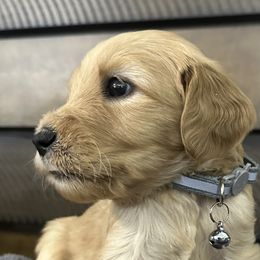 Gray Pup - Cafe au lait Double Doodle puppy in San Juan, Texas from Cash & June’s Double Doodles