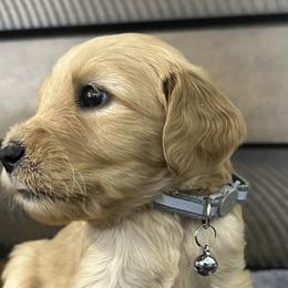Gray Pup - Cafe au lait Double Doodle puppy in San Juan, Texas from Cash & June’s Double Doodles