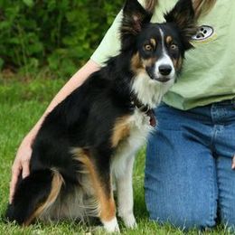 Border Collies from Shirley Loos's Border Collies
