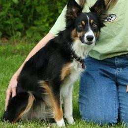 Border Collies from Shirley Loos's Border Collies
