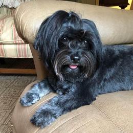 Lucy - Havanese
