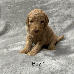 Goldendoodle Puppies from Bell’s Goldendoodles