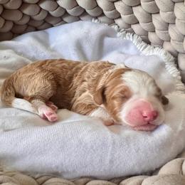 Marmee - Red female Bernedoodle puppy in Rose Hill, North Carolina from Red Door Canines