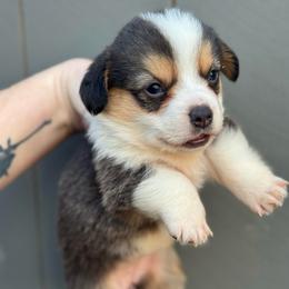 Jade (Bluie) - Gray and white female American Corgi puppy in East Oakdale, California from Rhettro Kennels