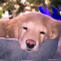 Golden Retrievers from CJ’s Golden Home