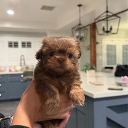 Espresso - Tricolor male Shih Tzu puppy in Riverside, California from It’s a Shih Tzu world