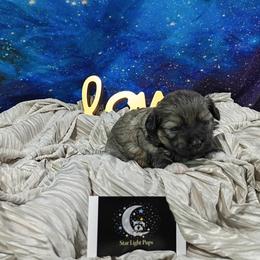 Yule - Grey male Maltipoo puppy in Neosho, Missouri from Star Light Pups
