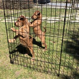 Irish Terrier Puppies from Jeanette Lovett