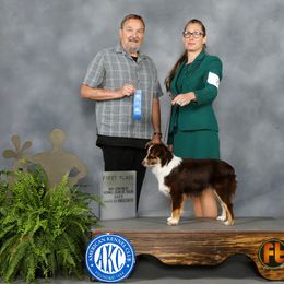 Miniature American Shepherds and Miniature Australian Shepherds from Kizmit Farmz