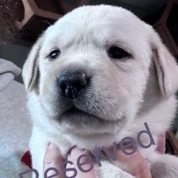 Elsa Beth - Yellow female Labrador Retriever puppy in New Berlin, New York from Thistle Hill Labradors