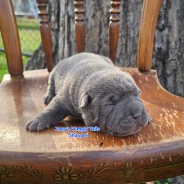 Sheldon - Blue male Chinese Shar-Pei puppy in Minden, Louisiana from Zoey's Waggly Tails