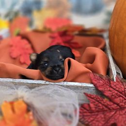 Yorkshire Terriers from Royal Riff Yorkies