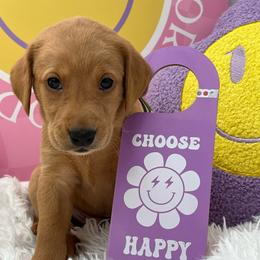 Green collar - Yellow male Labrador Retriever puppy in Heath Springs, South Carolina from Rich Hill Retrievers