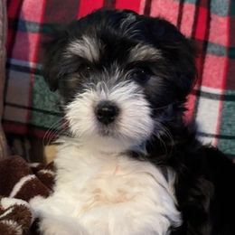 Joseph - Coton de Tulear puppy from Camelot Cotons
