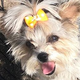 Yorkshire Terriers from Promise Land Pets