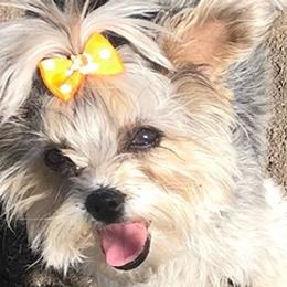 Yorkshire Terriers from Promise Land Pets