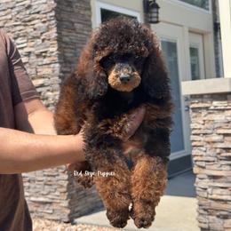 Maya (AKC Agouti Poodle Female) - Sable female Poodle puppy in Republic, Missouri from Red Skye Puppies