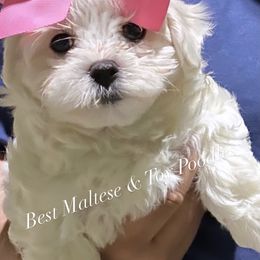 Companion Cross, Maltese, and Maltipoo Puppies from Best Maltese & Toy Poodles of Texas