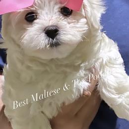 Companion Cross, Maltese, and Maltipoo Puppies from Best Maltese & Toy Poodles of Texas