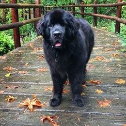 Newfoundlands from Gentle Soul Newfoundlands