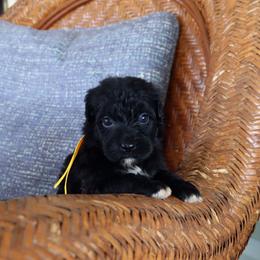 Girl 2 - female Portuguese Water Dog puppy in Hamptonville, North Carolina from Alabama Havanese Kennel Tidewater Kennel