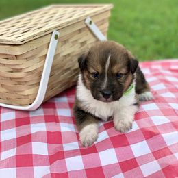 Border Collie and English Shepherd Puppies from Kefi Collie Co
