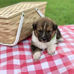 Border Collie and English Shepherd Puppies from Kefi Collie Co