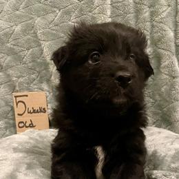 Spade - Black & white male Australian Shepherd puppy in Wisconsin Dells, Wisconsin from Nicara kennel