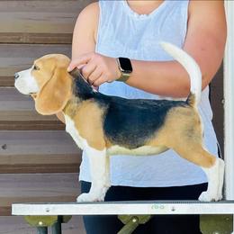 Lambie - Black tan and white female Beagle puppy in Needville, Texas from Rancho Robles Kennels