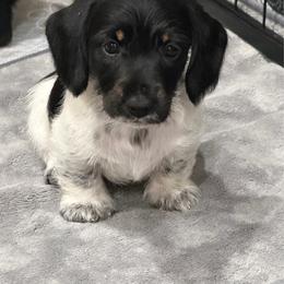 Indy - Piebald male Dachshund puppy in Brashear, Texas from Shepherds Run Miniature Dachshunds