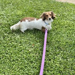 Maleficent - Dachshund