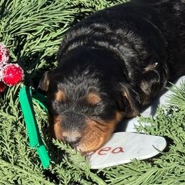 Bea - Tri-color female Bernedoodle puppy in Wilkesboro, North Carolina from Bernedoodle Love Puppies