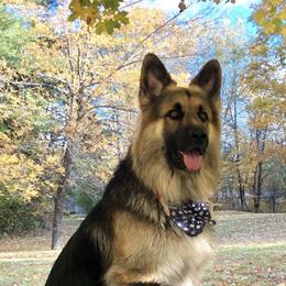 German Shepherds from White Meadows Farm German Shepherds
