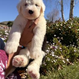 Lucy - Black and white female Old English Sheepdog puppy in Acton, California from Fab OES