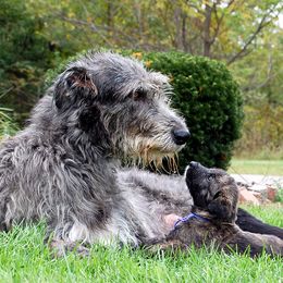Irish Wolfhounds from Bainbridge Irish Wolfhounds