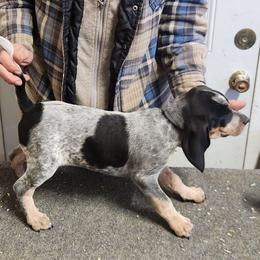 Girl 8 - Blue ticked female Bluetick Coonhound puppy in Caneville, Kentucky from Bluegrass Blueticks (BGK)