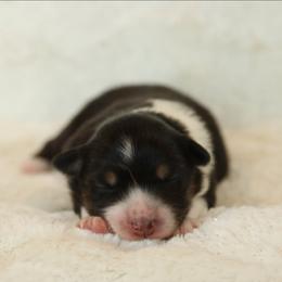 Sparkle - Black tri-color female Australian Shepherd puppy in Leavenworth, Kansas from Silverbrook Australian Shepherds