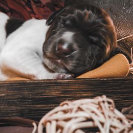 German Shorthaired Pointer Puppies from LakeHaus Kennels