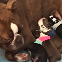 Boston Terriers from Wild Child Bostons