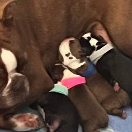 Boston Terriers from Wild Child Bostons