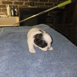 Girl 2 - Black and white female Shih Tzu puppy in Hampstead, Maryland from Dunhaven Farms