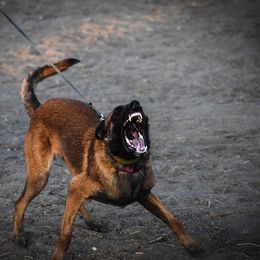 Belgian Malinois All Grown Up from Northern Sky K9