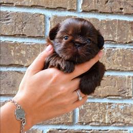 Lainey Chocolate - Liver female Shih Tzu puppy in Richmond, Texas from Aleka Shih Tzu