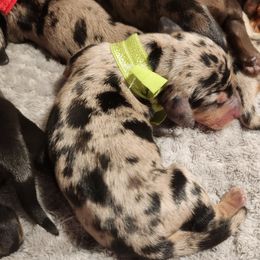 Dachshund Puppies from House of Slinkys