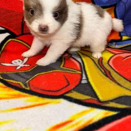 Boy A - Blue parti male Pomeranian puppy in Knoxville, Tennessee from Thea's Puppies