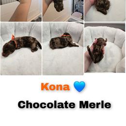 Kona - Merle male Goldendoodle puppy in Summerville, South Carolina from Channys Doodles